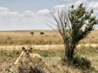 leeuwin in rust - Kenia