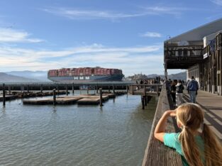 Zeeleeuwen bij Pier 39 in San Francisco