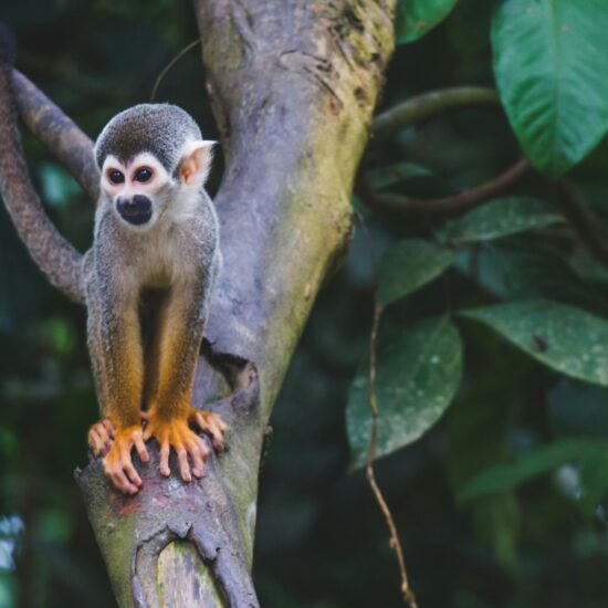 Doodshoofdaapje in het Colombiaanse regenwoud