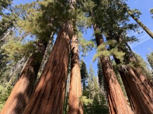 Reuzensequoia's in Yosemite