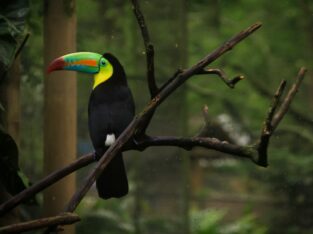 Toekan op een tak in het regenwoud van Colombia