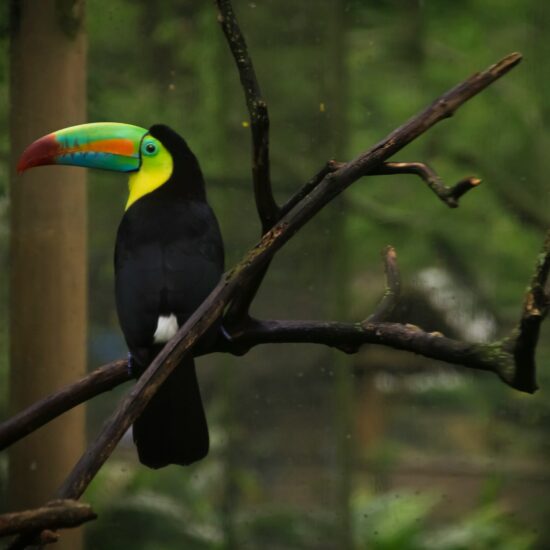 Toekan op een tak in het regenwoud van Colombia