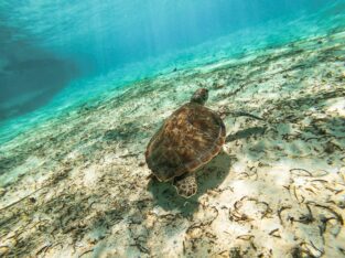 Zeeschildpad in het heldere water van de Colombiaanse Caraïben