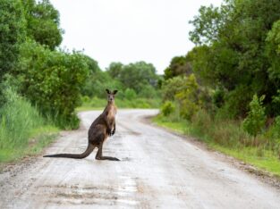 Kangoeroe op een landweg in Australië