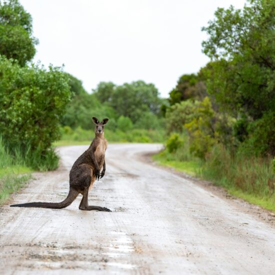 Kangoeroe op een landweg in Australië