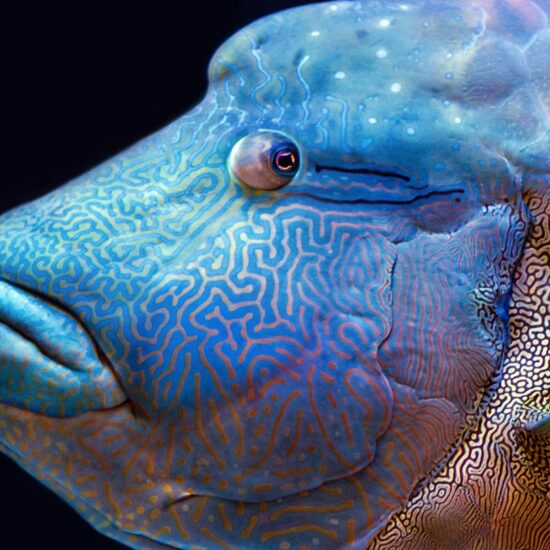 Napoleonvis op het Great Barrier Reef