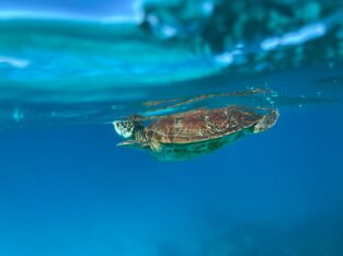 Zeeschildpad in het heldere water van het rif