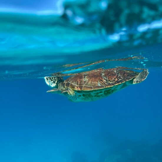 Zeeschildpad in het heldere water van het rif