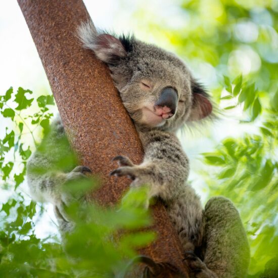 Koala in een eucalyptusboom