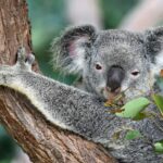Koala in een eucalyptusboom, Australië