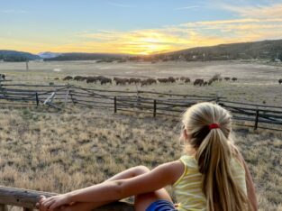 Bizons kijken bij zonsondergang op de ranch